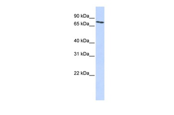 SLCO2B1 Antibody