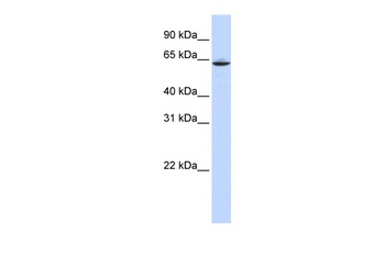 SLC33A1 Antibody