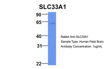 SLC33A1 Antibody