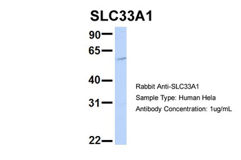 SLC33A1 Antibody