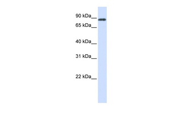 HECTD2 Antibody