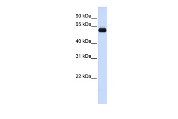 TRIM60 Antibody