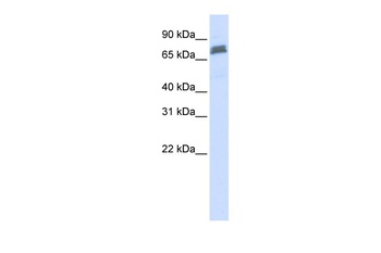 TRIM45 Antibody