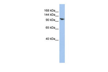 RNF20 Antibody