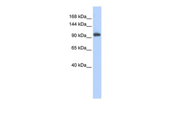 RNF31 Antibody