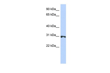 RNF126 Antibody