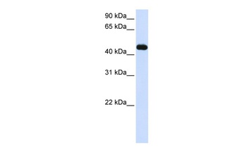 MKRN2 Antibody