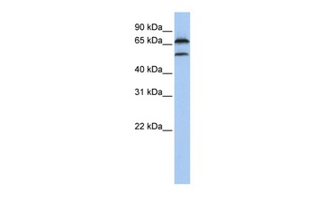 FBXO7 Antibody