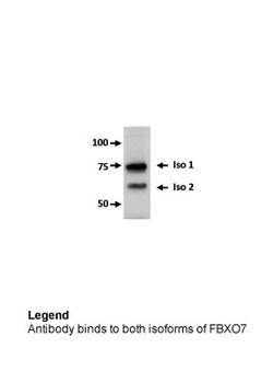 FBXO7 Antibody