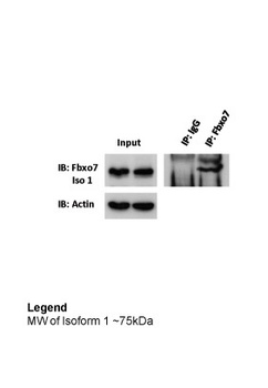 FBXO7 Antibody