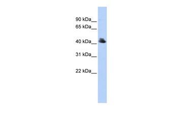 FBXO4 Antibody