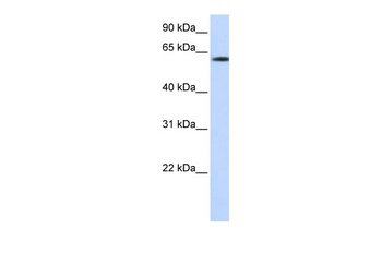 FBXO24 Antibody