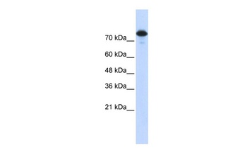 WWP2 Antibody