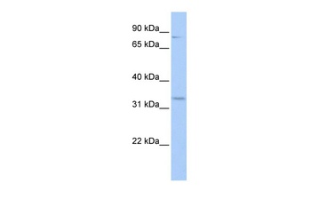 RFPL4B Antibody
