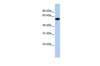 TRIM72 Antibody