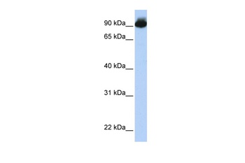 ELMO3 Antibody