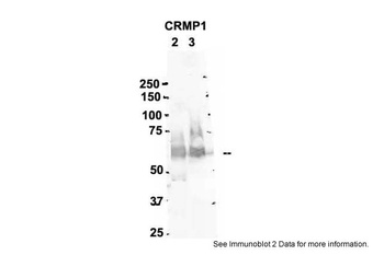 CRMP1 Antibody