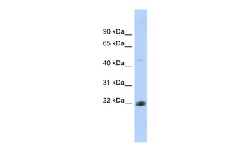 CD40 Antibody