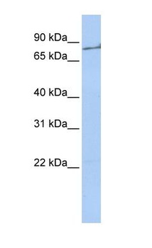 F2 Antibody