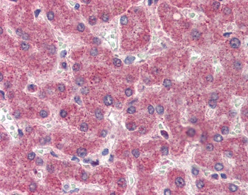 F2 Antibody