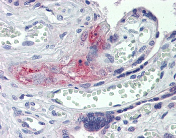 F2 Antibody