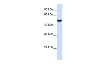 WDR4 Antibody