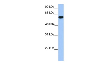 CUGBP2 Antibody