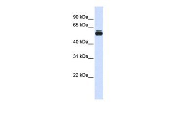 TRIM35 Antibody