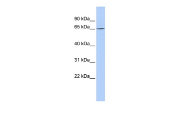 ARNTL2 Antibody
