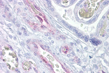 ARNTL2 Antibody