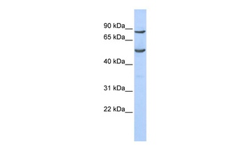 POGK Antibody