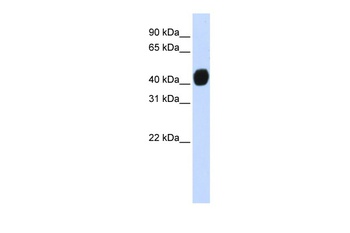 TGFB1I1 Antibody