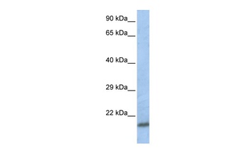 SCAND1 Antibody