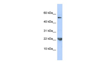 TNFSF12 Antibody