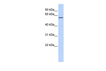ZNF165 Antibody