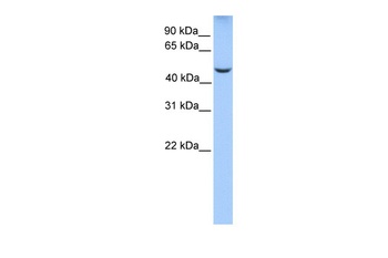 PHF17 Antibody
