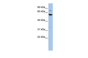 ME1 Antibody
