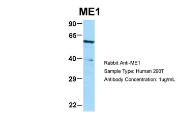 ME1 Antibody