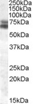 HAX1 Antibody