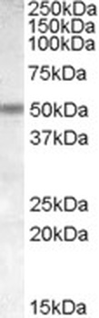 UNC5CL Antibody