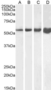CSRP3 Antibody