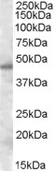 SEPT2 Antibody