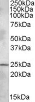 PARP3 Antibody