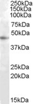 SRCASM Antibody