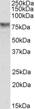 XBP1 Antibody