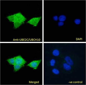 UBCH10 Antibody