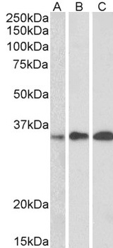 Swiprosin 1 Antibody