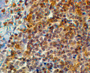 Swiprosin 1 Antibody