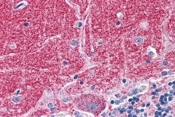Septin 3 Antibody