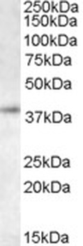 RNF2 Antibody